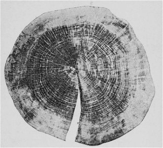 The Oak (Marshall Ward) Fig 26