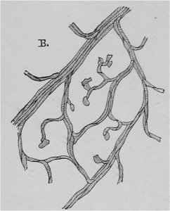 The Oak (Marshall Ward) Fig 21