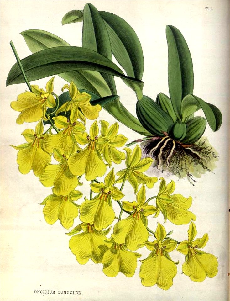 The Orchid Album Plate 001 Oncidium concolor