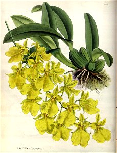 The Orchid Album Plate 001 Oncidium concolor
