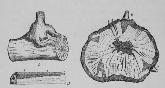 The Oak (Marshall Ward) Fig 41