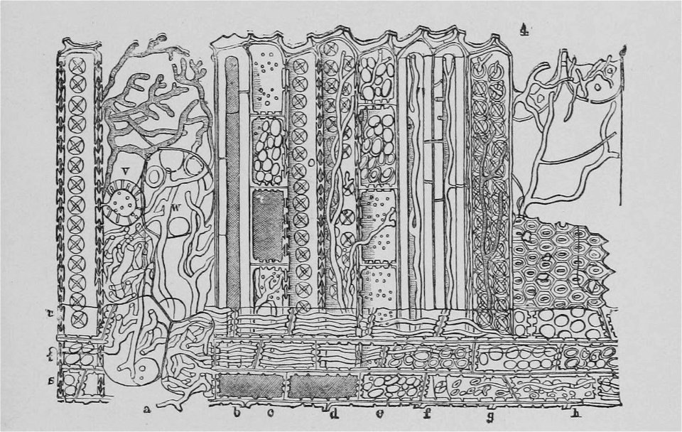 The Oak (Marshall Ward) Fig 49