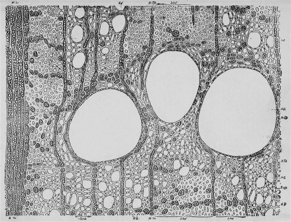The Oak (Marshall Ward) Fig 13