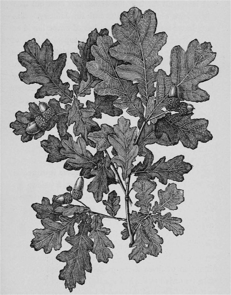 The Oak (Marshall Ward) Fig 20