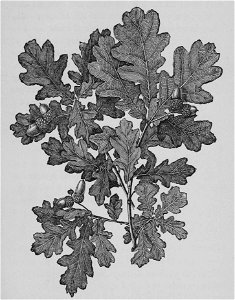 The Oak (Marshall Ward) Fig 20