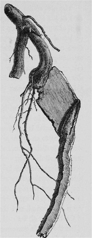 The Oak (Marshall Ward) Fig 8