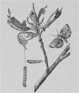 The Oak (Marshall Ward) Fig 40