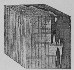 The Oak (Marshall Ward) Fig 44