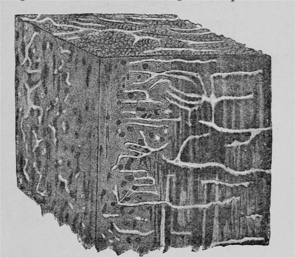 The Oak (Marshall Ward) Fig 45
