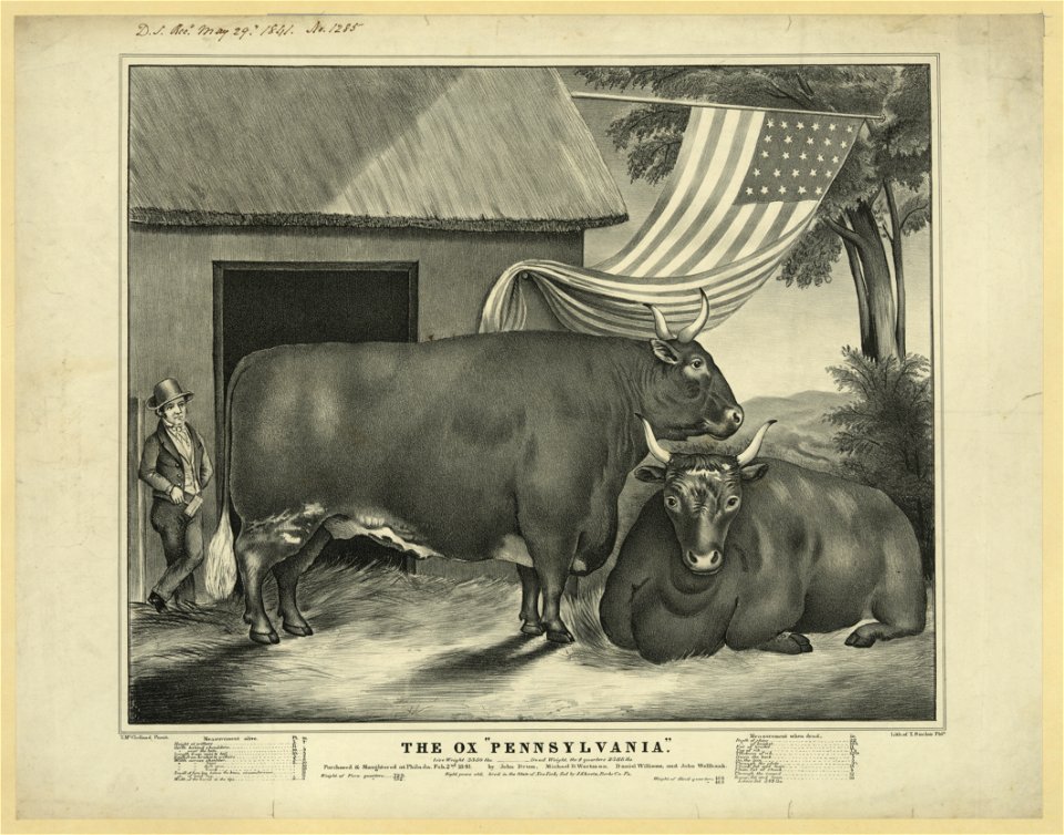 The ox Pennsylvania - T. McClelland pinxt. ; lith. of T. Sinclair, Phila. LCCN2006677469