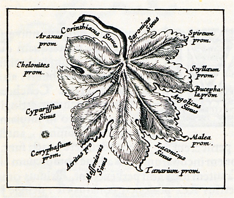The Peloponnese as a mulberry leaf - Laurenberg Johann - 1661