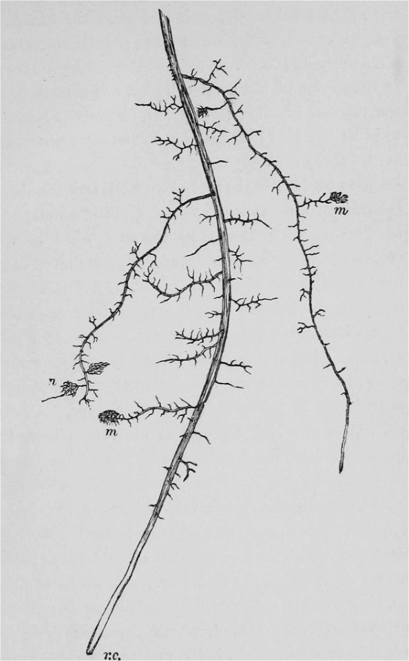 The Oak (Marshall Ward) Fig 7