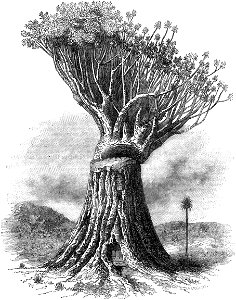 The Popular Educator Illustration 14 - The Dragon-Tree