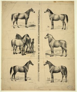 The Principal breeds of horses in use in North America - drawn from life, lith'd. & pub'd. by A. Kollner, Philadelphia. LCCN2009633678. Free illustration for personal and commercial use.