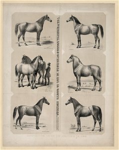 The Principal breeds of horses in use in North America Dedicated to the friends and admirers of the horse - - drawn from life, lith'd & pub'd by A. Kollner. LCCN93516834. Free illustration for personal and commercial use.