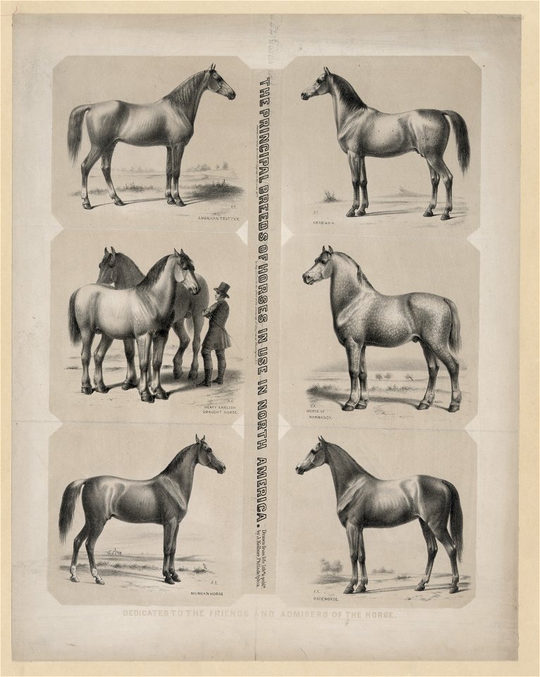 The Principal breeds of horses in use in North America Dedicated to the friends and admirers of the horse - - drawn from life, lith'd & pub'd by A. Kollner. LCCN93516834