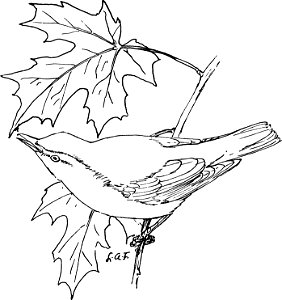 The Red-eyed Vireo-MBS 58