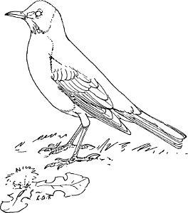 The Robin-MBS 36