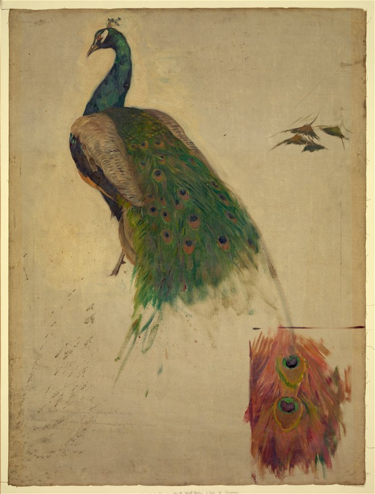 The sciences, study for peacock in tympanum, southwest gallery, decoration for the Library of Congress LCCN2004662448