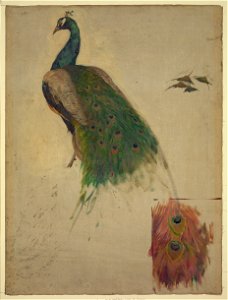 The sciences, study for peacock in tympanum, southwest gallery, decoration for the Library of Congress LCCN2004662448