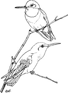 The Ruby-throated hummingbirds 0062