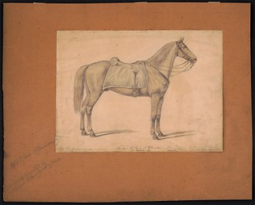 The sorrel horse the Prince of Wales rode at Boston, 1860 LCCN2016649143