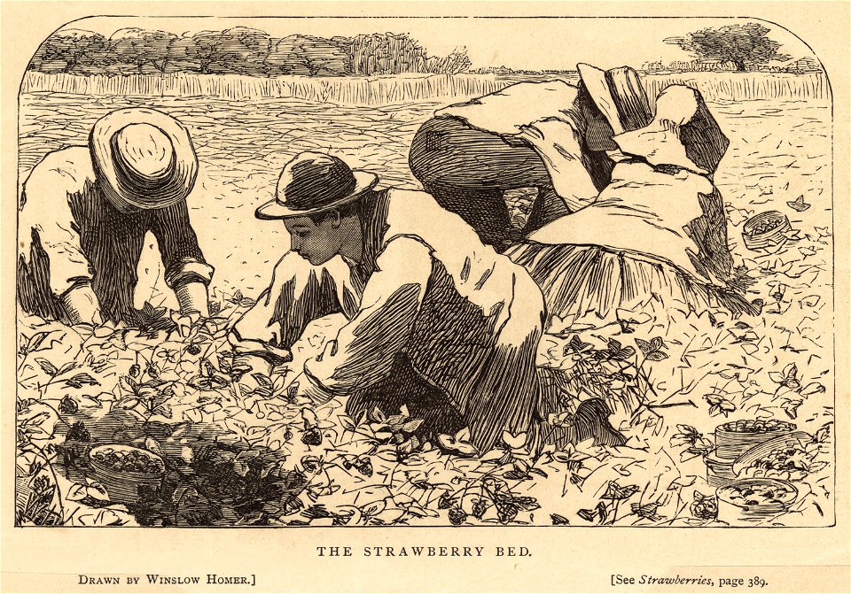 The strawberry bed (Boston Public Library)