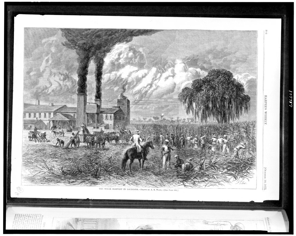 The Sugar harvest in Louisiana - Drawn by A.R. Waud. LCCN93505862