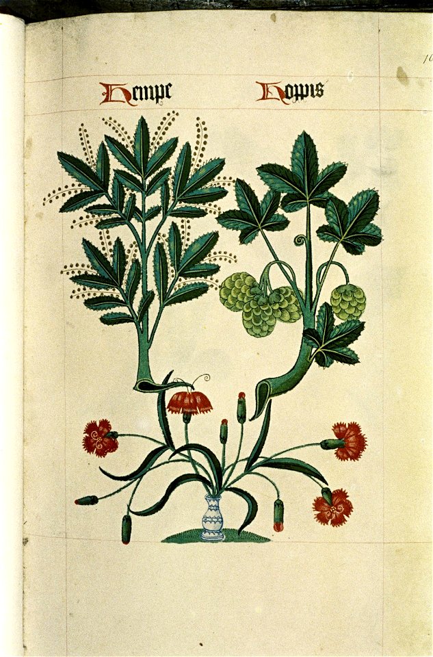 The Tudor pattern book MS. Ashmole 1504 16