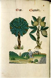 The Tudor pattern book MS. Ashmole 1504 39
