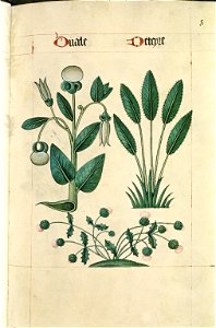 The Tudor pattern book MS. Ashmole 1504 12
