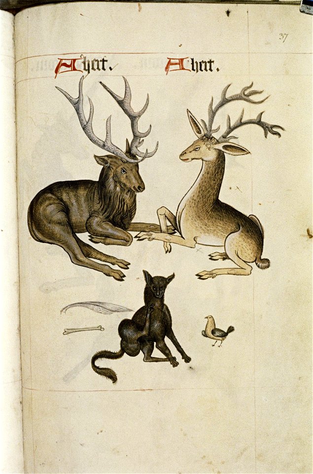The Tudor pattern book MS. Ashmole 1504 69