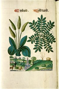 The Tudor pattern book MS. Ashmole 1504 35