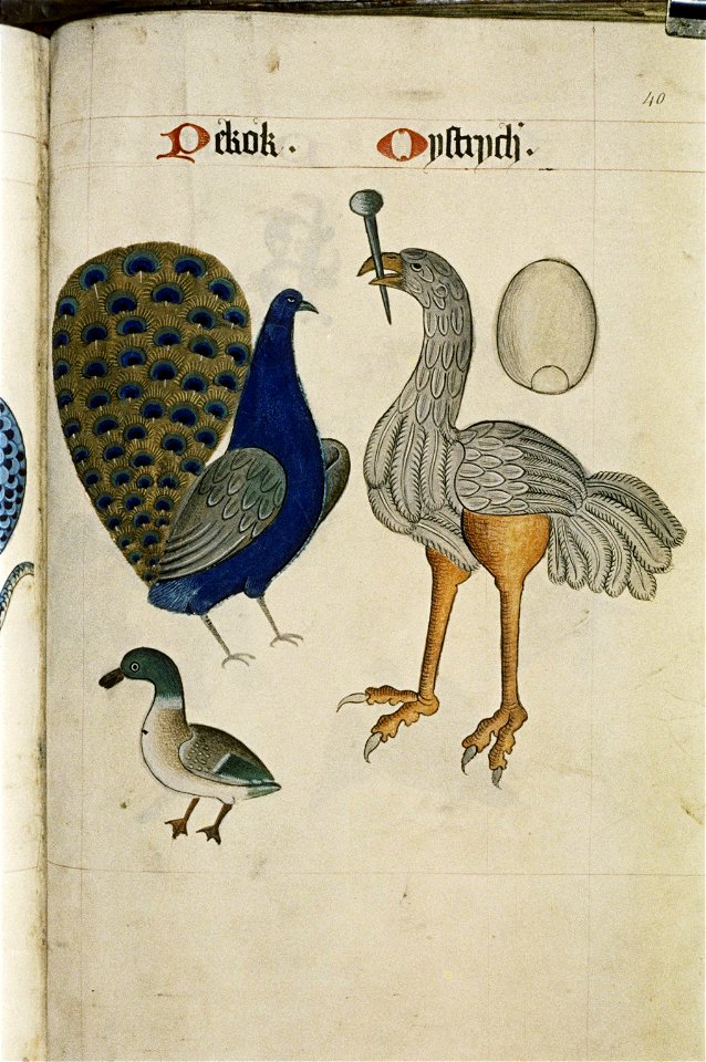 The Tudor pattern book MS. Ashmole 1504 75
