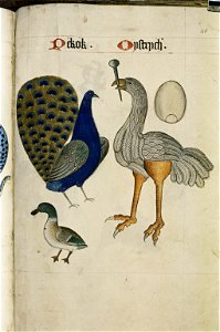 The Tudor pattern book MS. Ashmole 1504 75