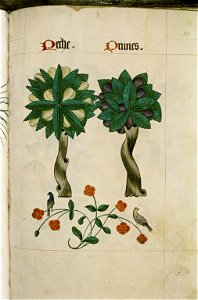 The Tudor pattern book MS. Ashmole 1504 44