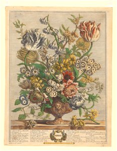 The Twelve Months of Flowers- April 1730 print by Pieter Casteels III, F-2016-4, Prints Department, Royal Library of Belgium