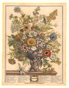 The Twelve Months of Flowers- November 1730 print by Pieter Casteels III, F-2016-11, Prints Department, Royal Library of Belgium