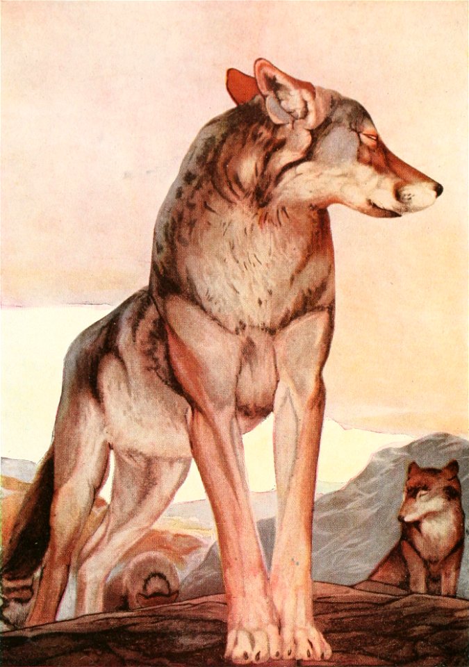 The Two Jungle Books 1895 Akela, the Lone Wolf