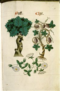 The Tudor pattern book MS. Ashmole 1504 46