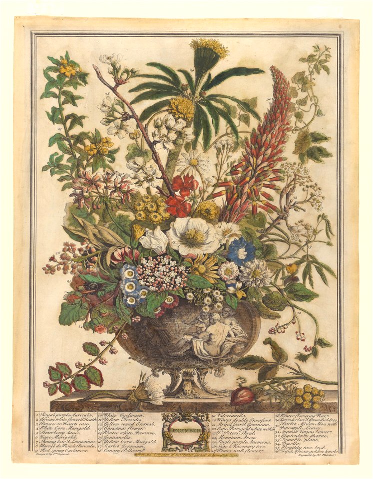 The Twelve Months of Flowers- December 1730 print by Pieter Casteels III, F-2016-12, Prints Department, Royal Library of Belgium