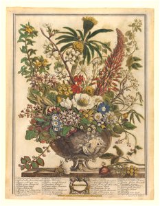The Twelve Months of Flowers- December 1730 print by Pieter Casteels III, F-2016-12, Prints Department, Royal Library of Belgium