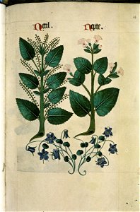 The Tudor pattern book MS. Ashmole 1504 24