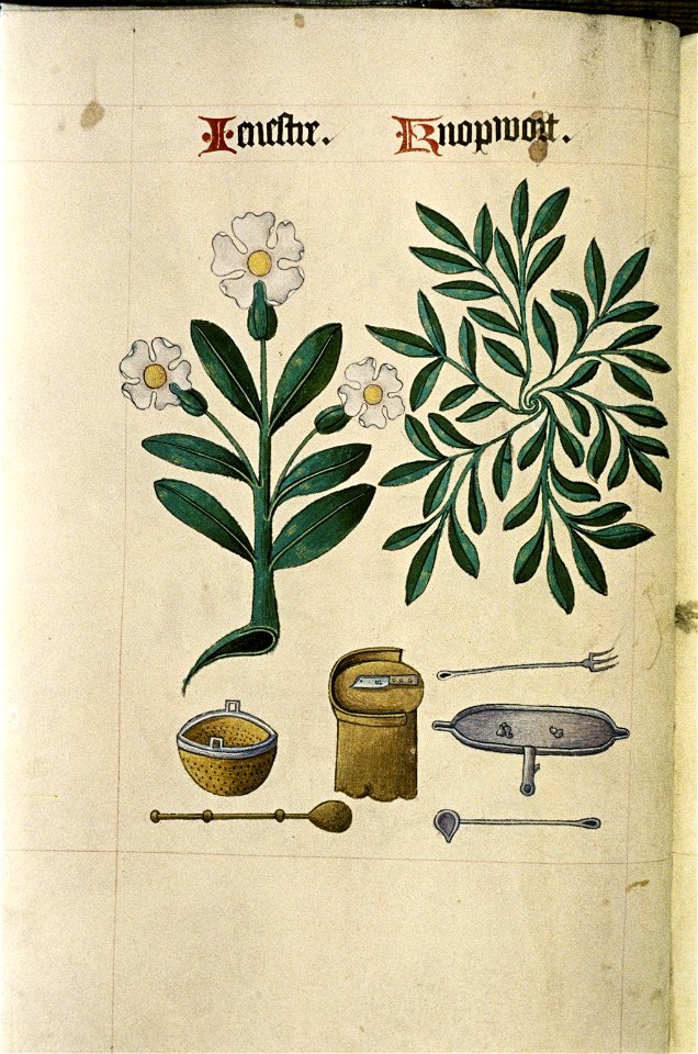 The Tudor pattern book MS. Ashmole 1504 19