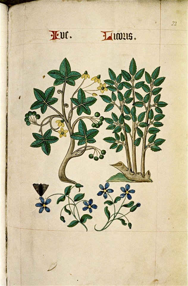 The Tudor pattern book MS. Ashmole 1504 40