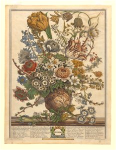 The Twelve Months of Flowers- March 1730 print by Pieter Casteels III, F-2016-3, Prints Department, Royal Library of Belgium