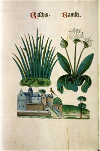 The Tudor pattern book MS. Ashmole 1504 29
