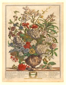 The Twelve Months of Flowers- July 1730 print by Pieter Casteels III, F-2016-7, Prints Department, Royal Library of Belgium