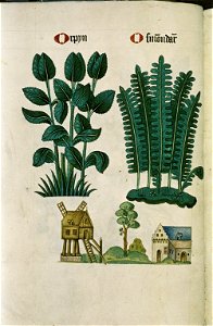 The Tudor pattern book MS. Ashmole 1504 25