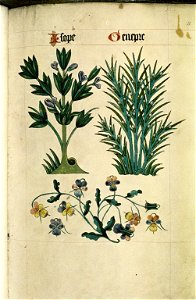 The Tudor pattern book MS. Ashmole 1504 18